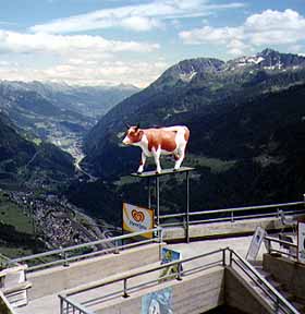 Strange Place For A Cow